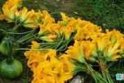 花里花气的瓜是什么意思？