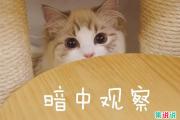 May I love you是什么意思？