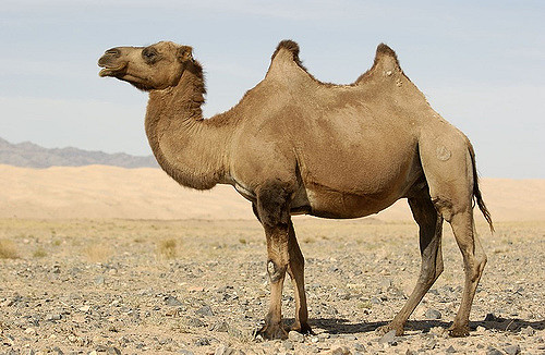 骆驼为什么可以好几周不喝水