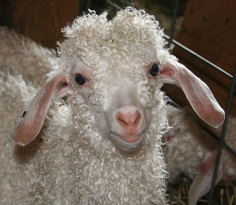马海毛其实是安哥拉山羊毛