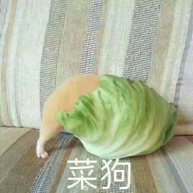 菜狗