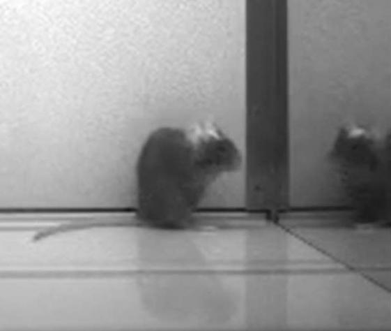 老鼠也可以通过镜子测试