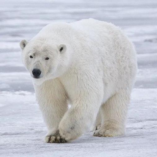 北极变热 北极熊在变小