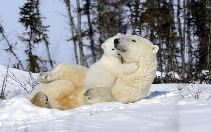 北极变热 北极熊在变小