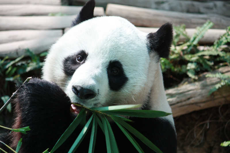 大熊猫吃素为什么也能那么胖