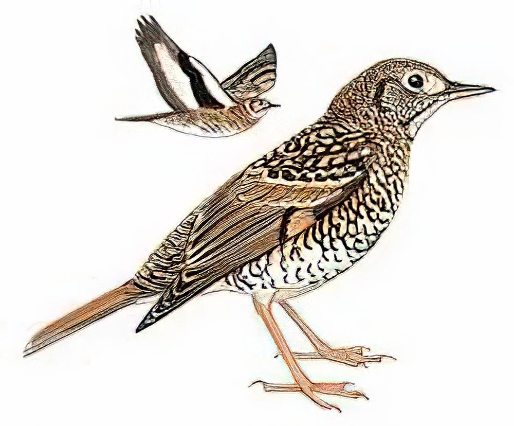 虎斑地鸫 / Scaly Thrush