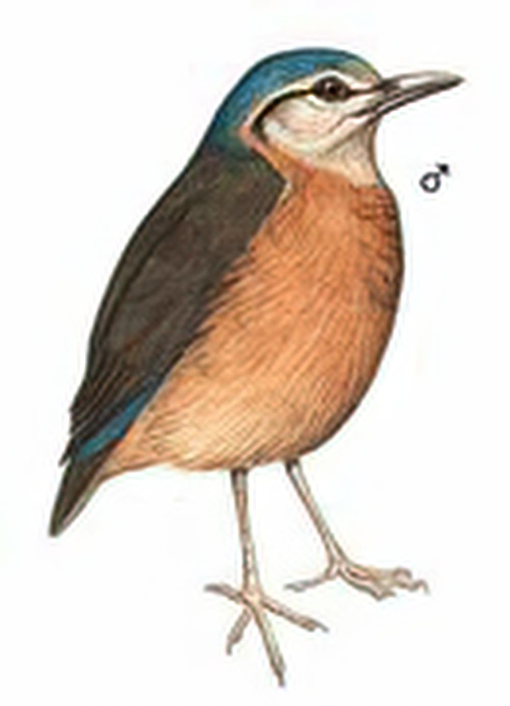 蓝背八色鸫 / Blue-rumped Pitta