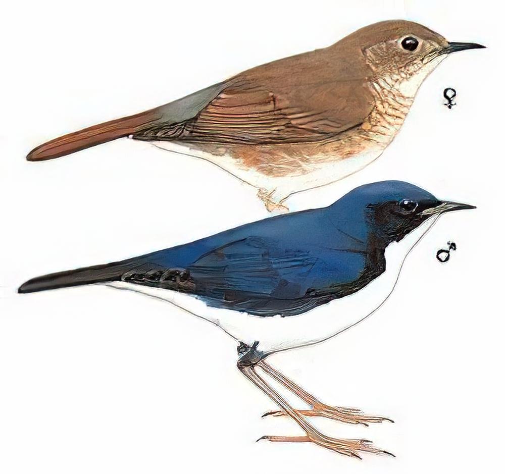 蓝歌鸲 / Siberian Blue Robin