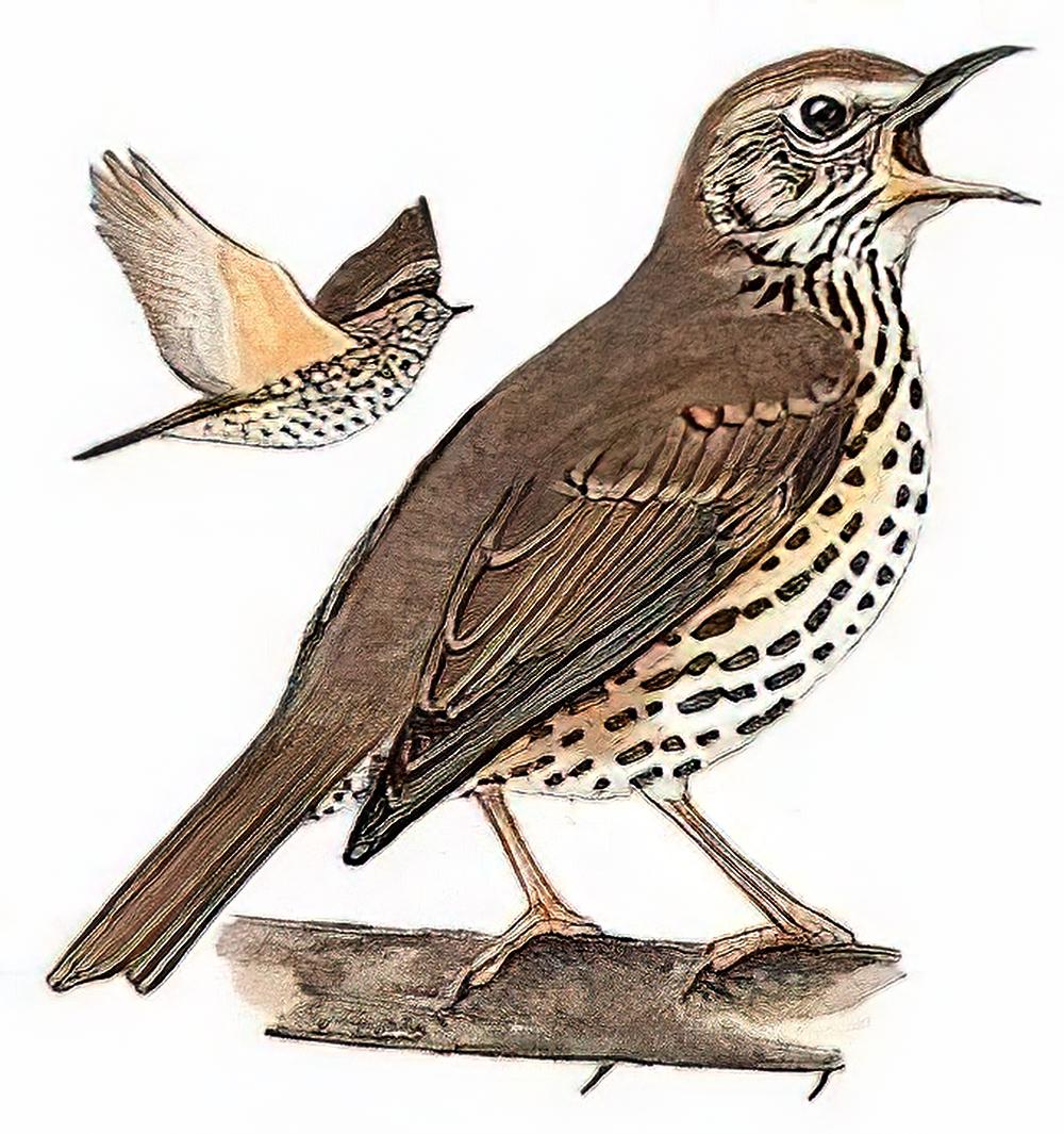 欧歌鸫 / Song Thrush