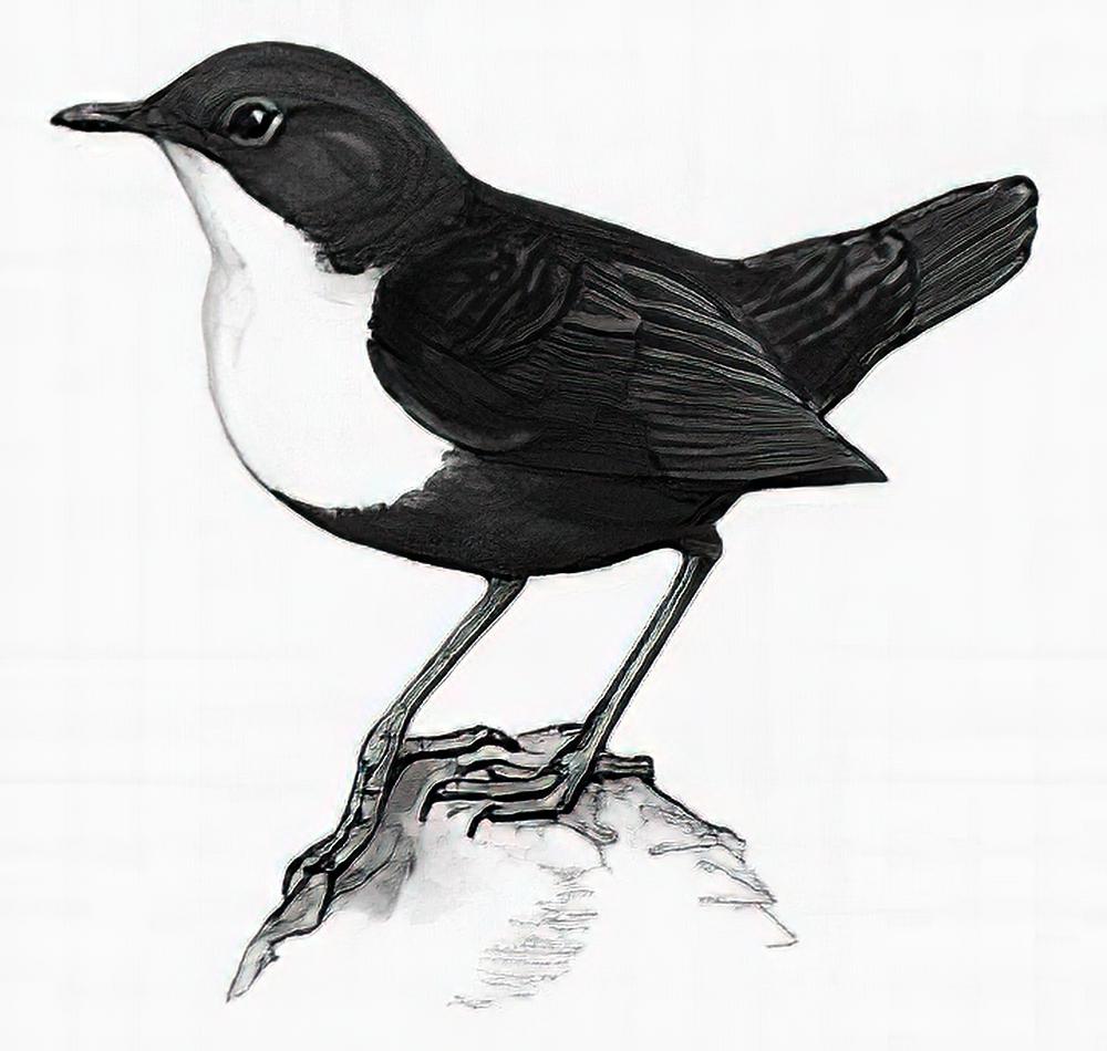 河乌 / White-throated Dipper