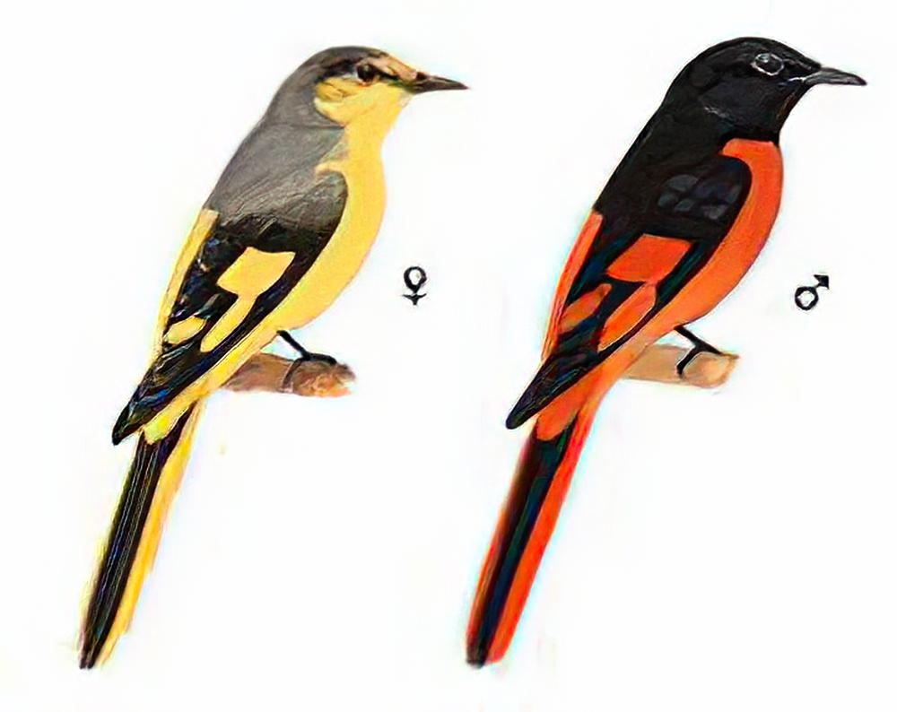 赤红山椒鸟 / Scarlet Minivet