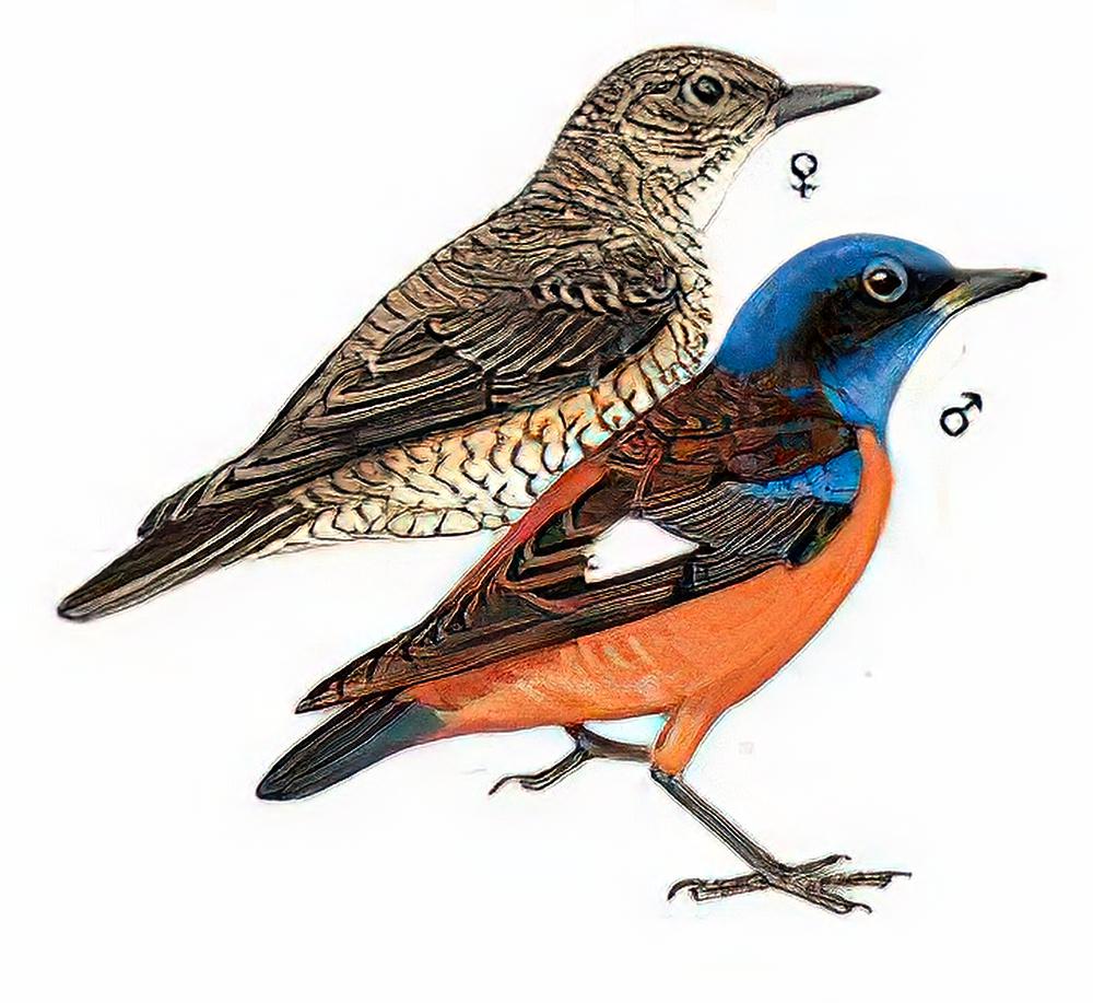 蓝头矶鸫 / Blue-capped Rock-Thrush