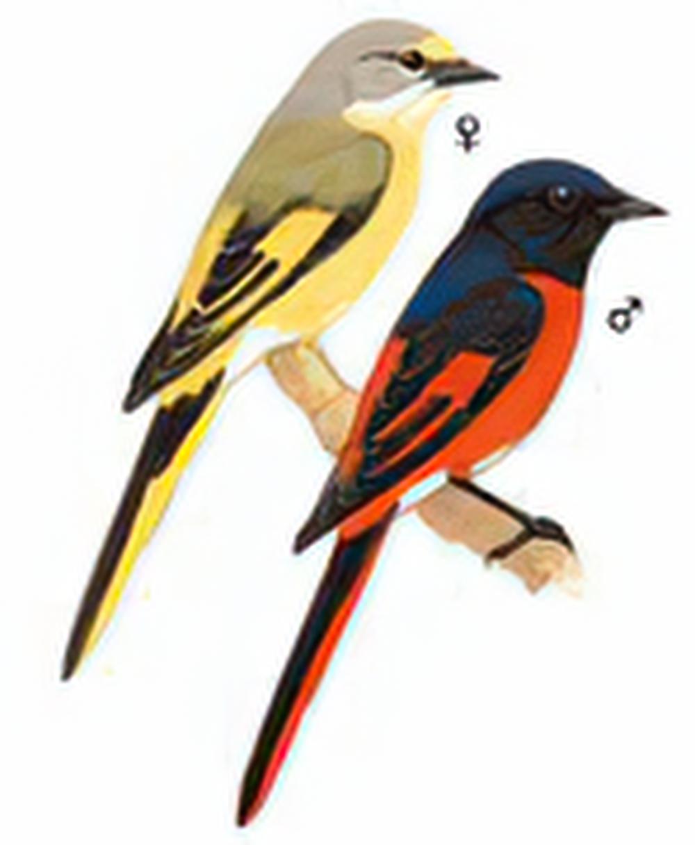 长尾山椒鸟 / Long-tailed Minivet