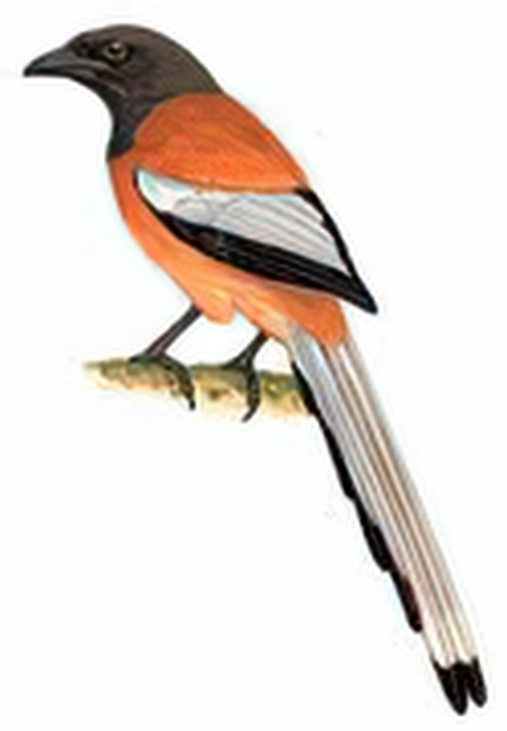 棕腹树鹊 / Rufous Treepie