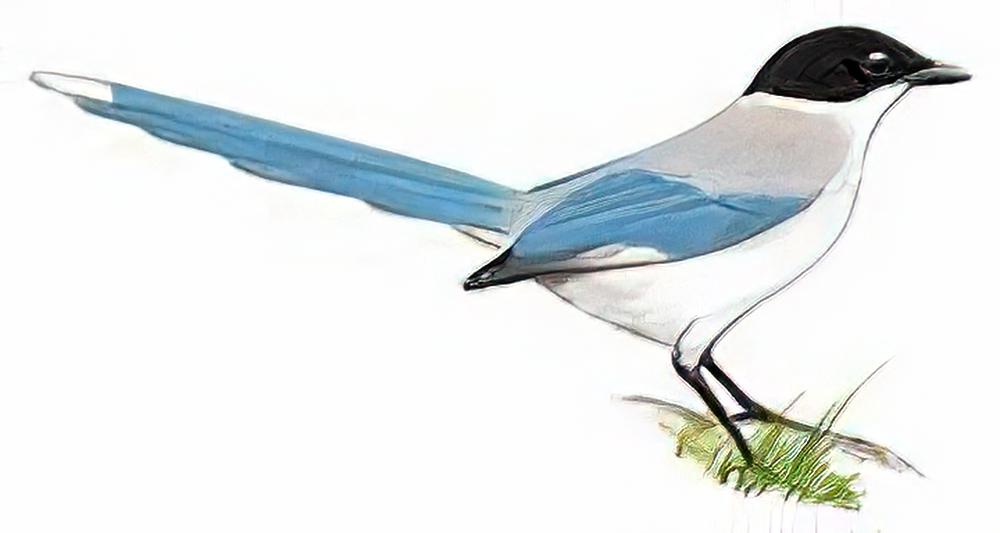 灰喜鹊 / Azure-winged Magpie