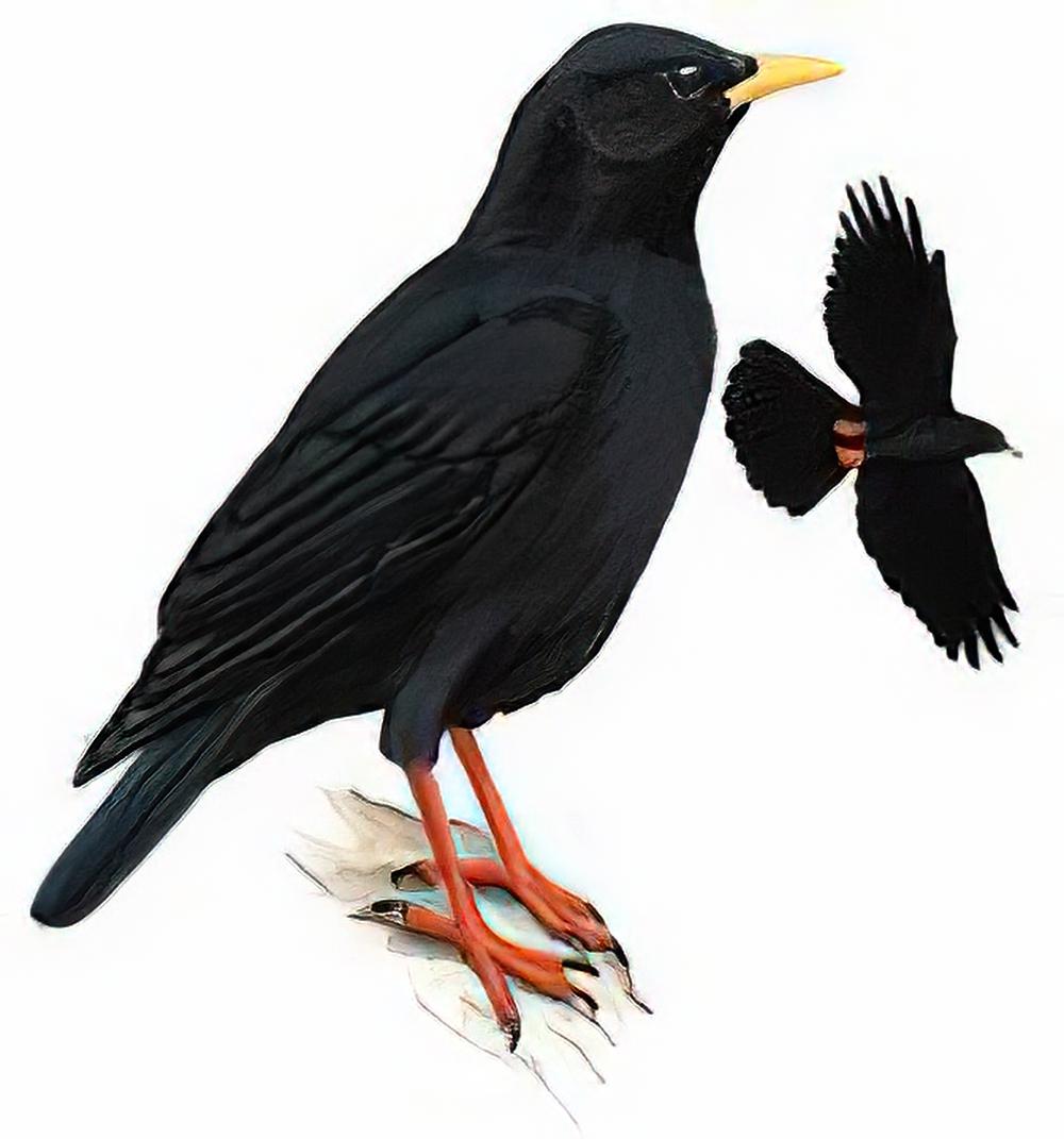 黄嘴山鸦 / Yellow-billed Chough