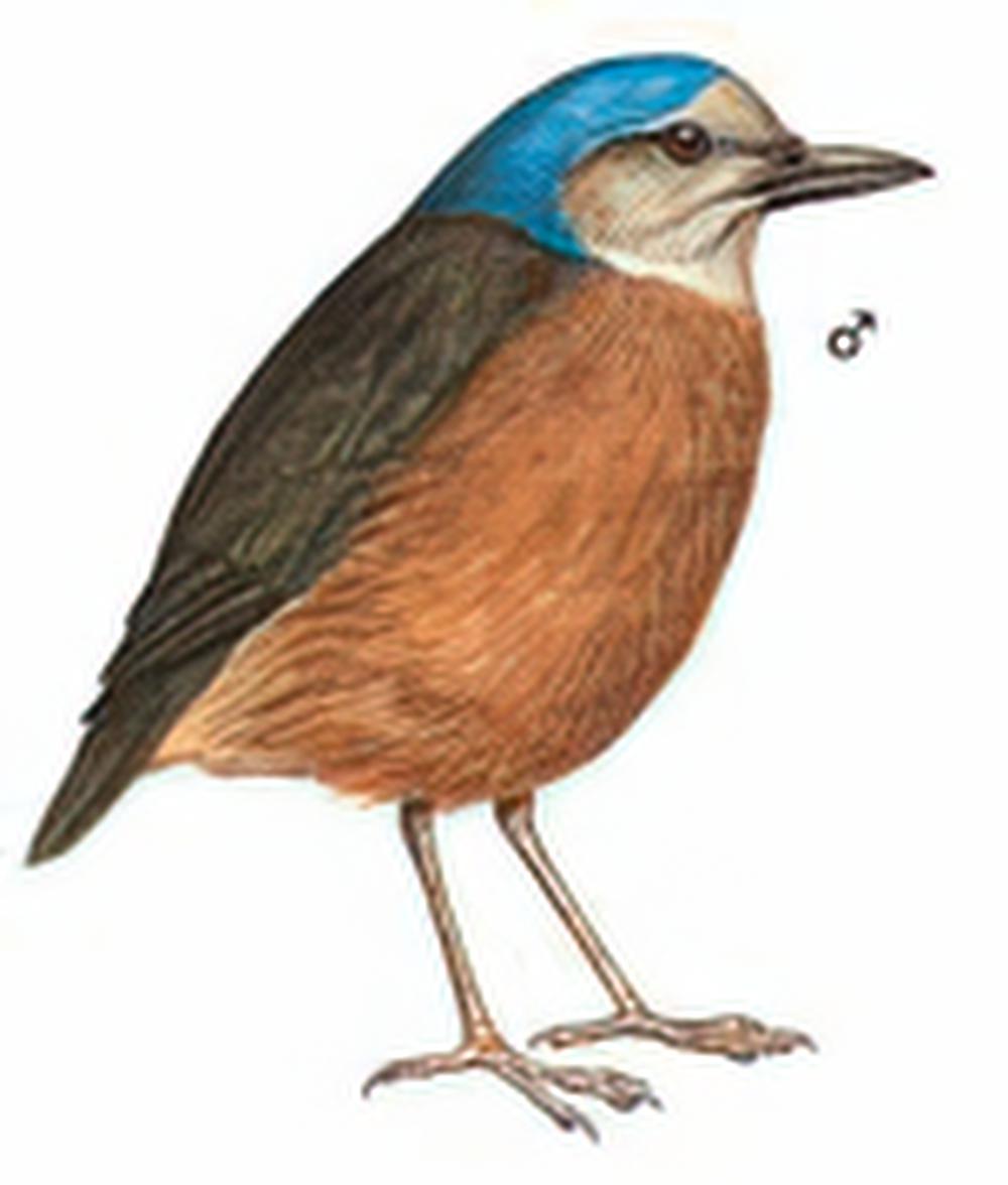 蓝枕八色鸫 / Blue-naped Pitta