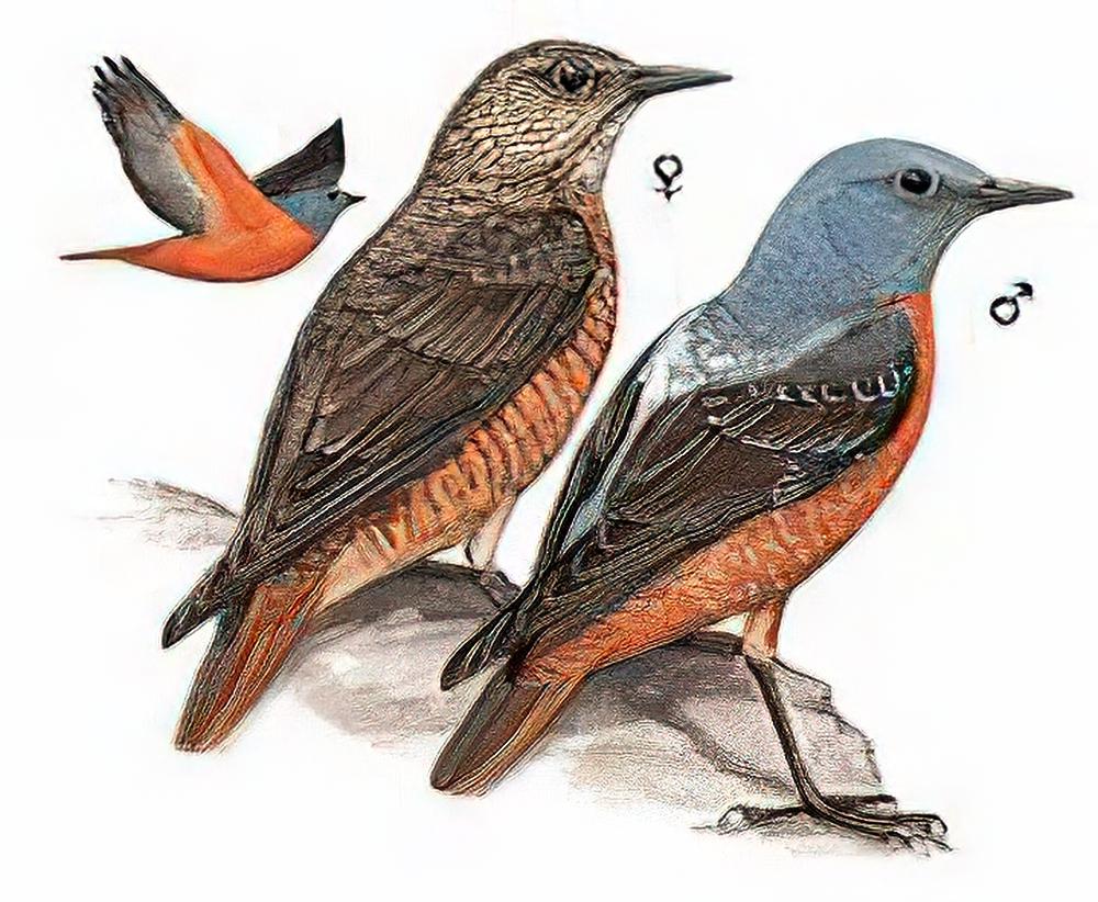 白背矶鸫 / Rufous-tailed Rock-Thrush