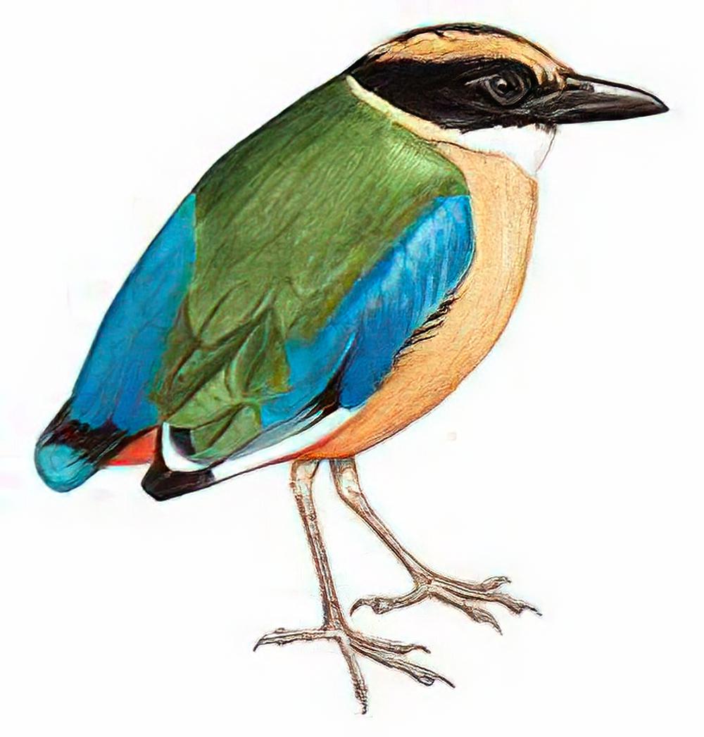 蓝翅八色鸫 / Blue-winged Pitta