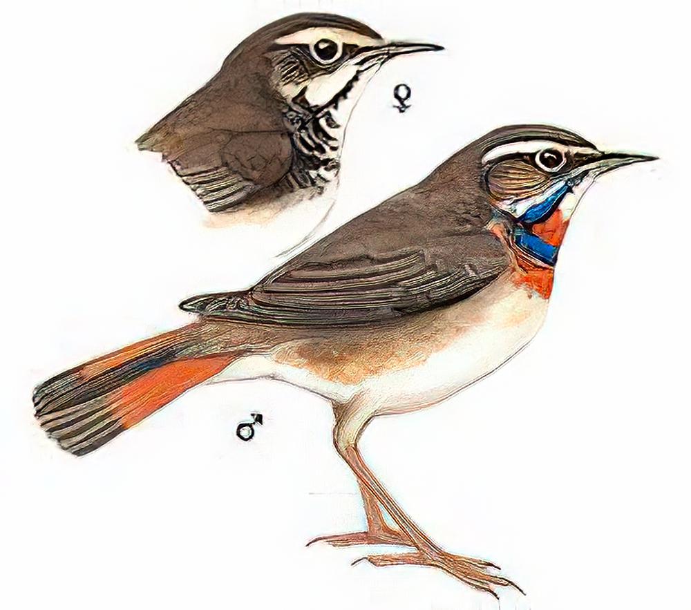 蓝喉歌鸲[蓝点颏] / Bluethroat