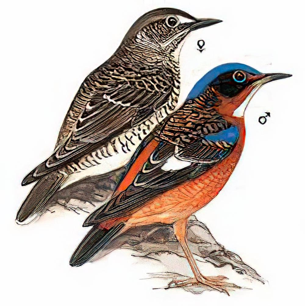 白喉矶鸫 / White-throated Rock Thrush