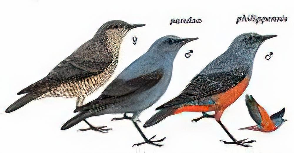 蓝矶鸫 / Blue Rock-Thrush