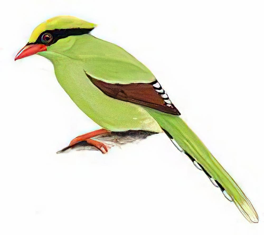 蓝绿鹊 / Green Magpie