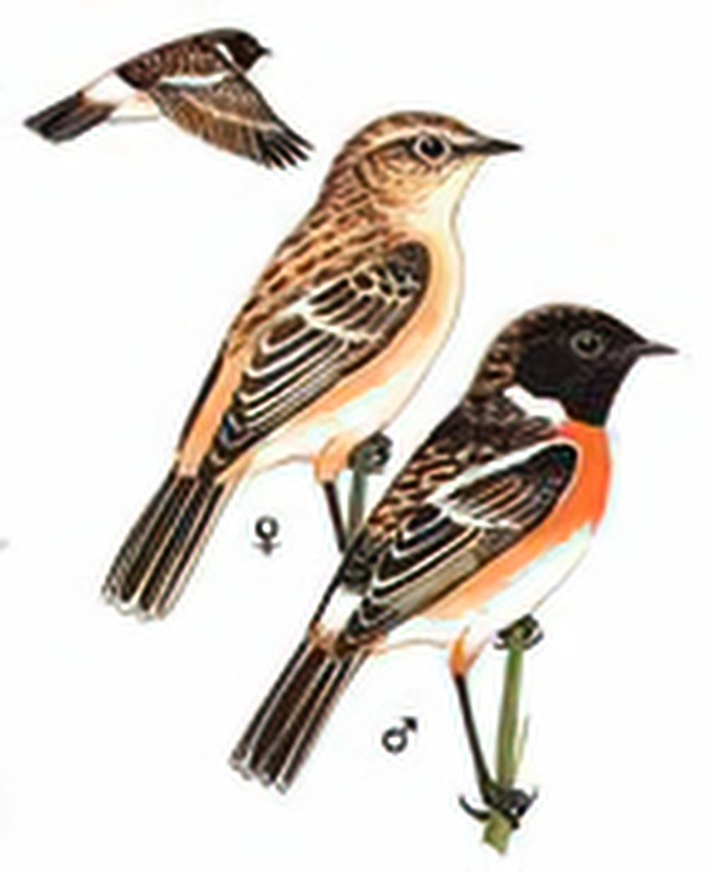 黑喉石鵖 / Common Stonechat