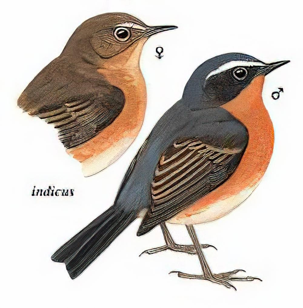 白眉林鸲 / White-browed Bush-Robin