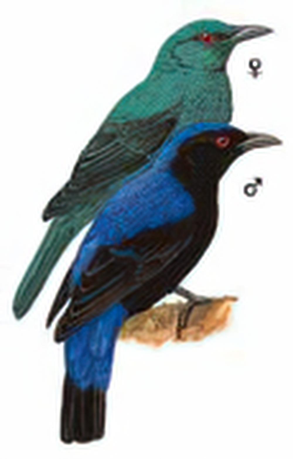 和平鸟 / Asian Fairy-bluebird