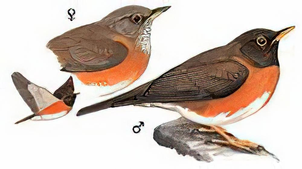 赤胸鸫 / Brown-headed Thrush