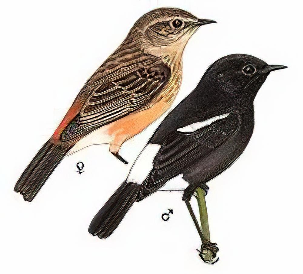 白斑黑石鵖 / Pied Bushchat