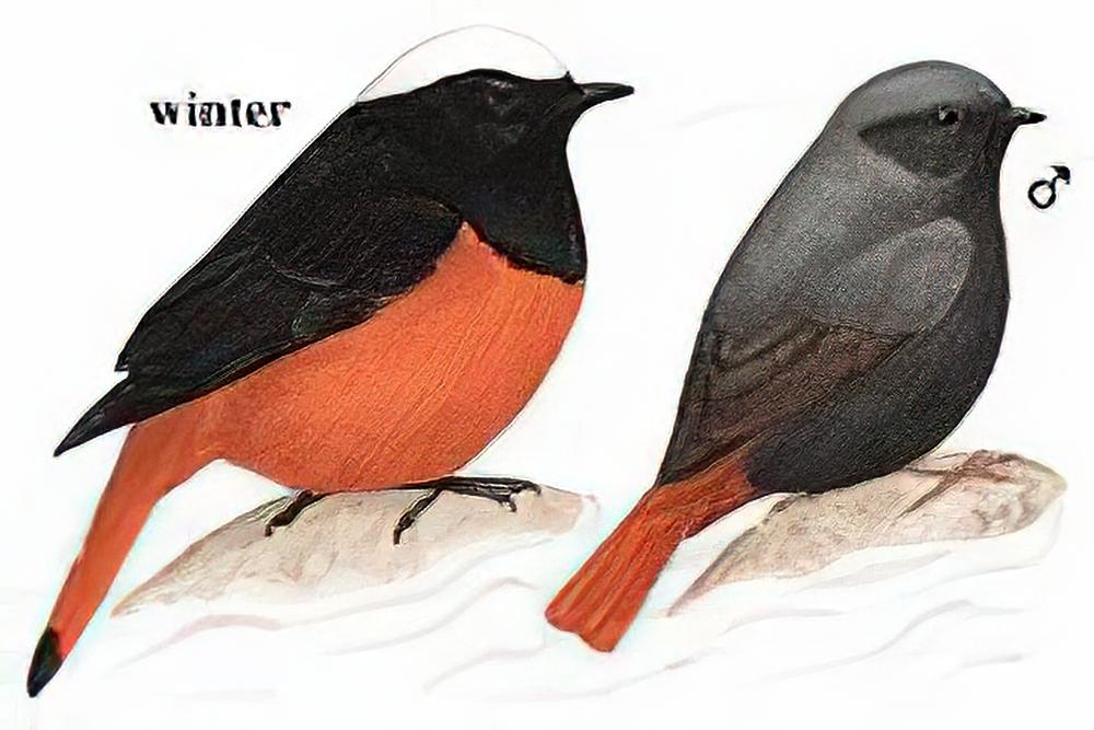 白顶溪鸲 / White-capped Water-Redstart