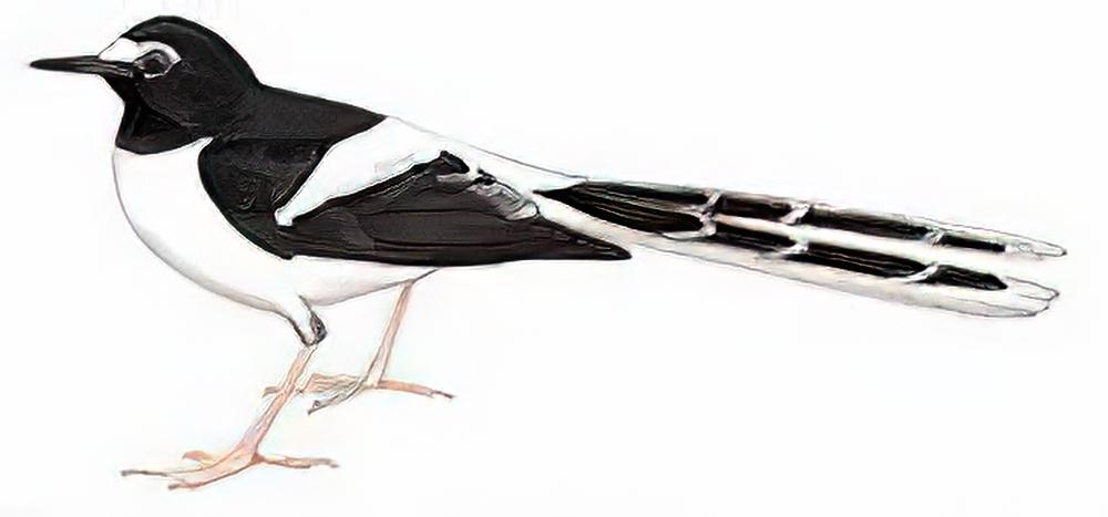 黑背燕尾 / Black-backed Forktail