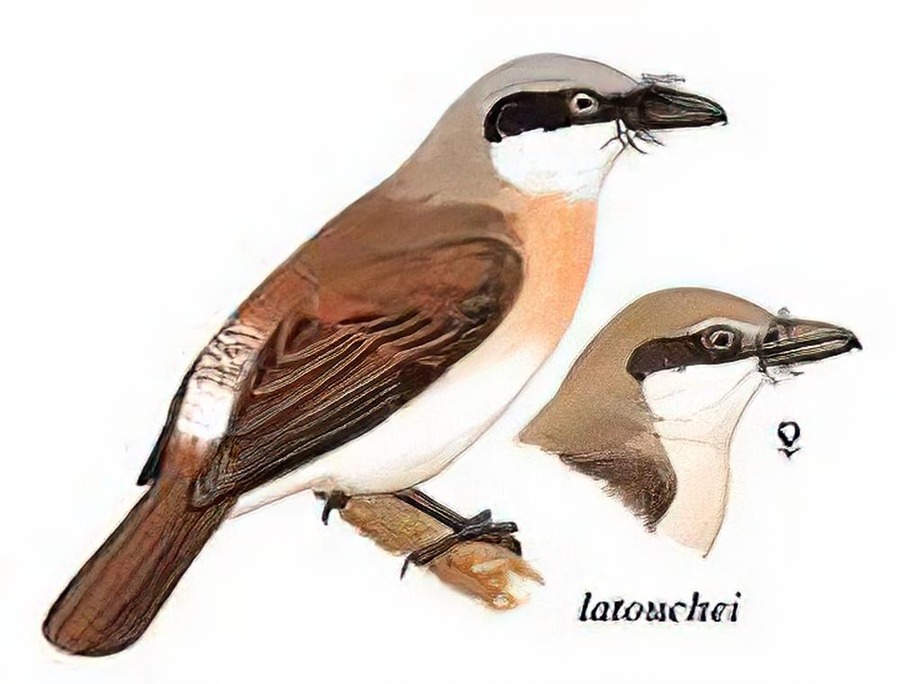 钩嘴林鵙 / Large Woodshrike