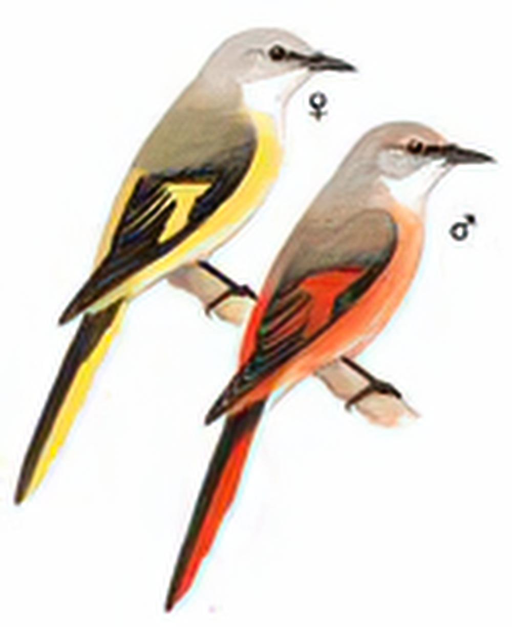 粉红山椒鸟 / Rosy Minivet