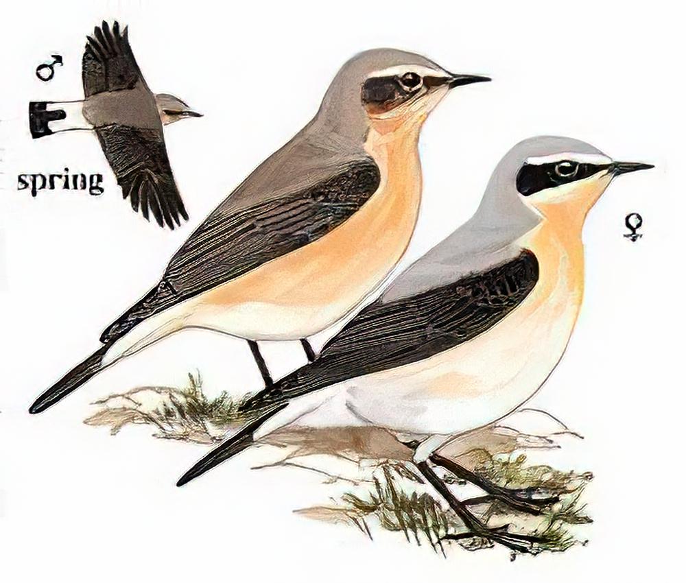 穗鵖 / Northern Wheatear