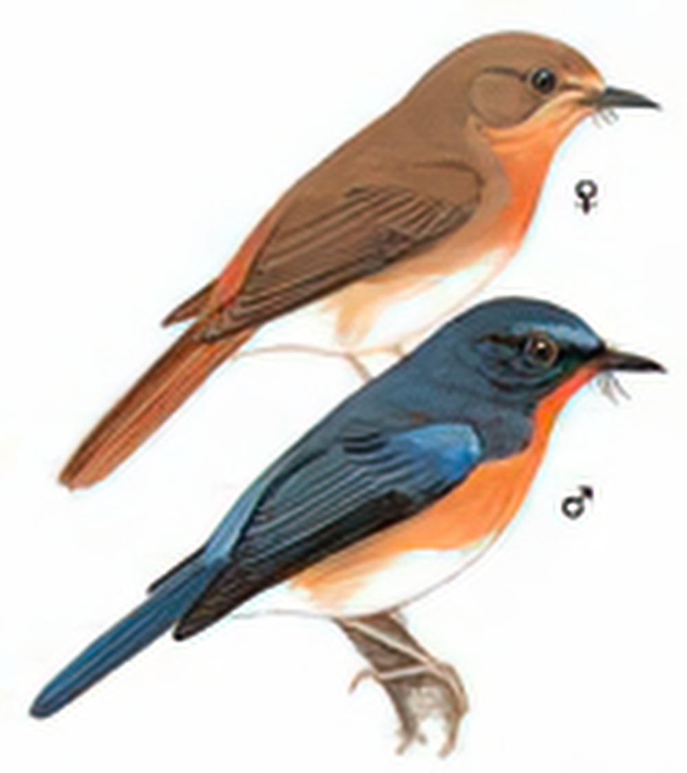 山蓝仙鹟 / Hill Blue-Flycatcher