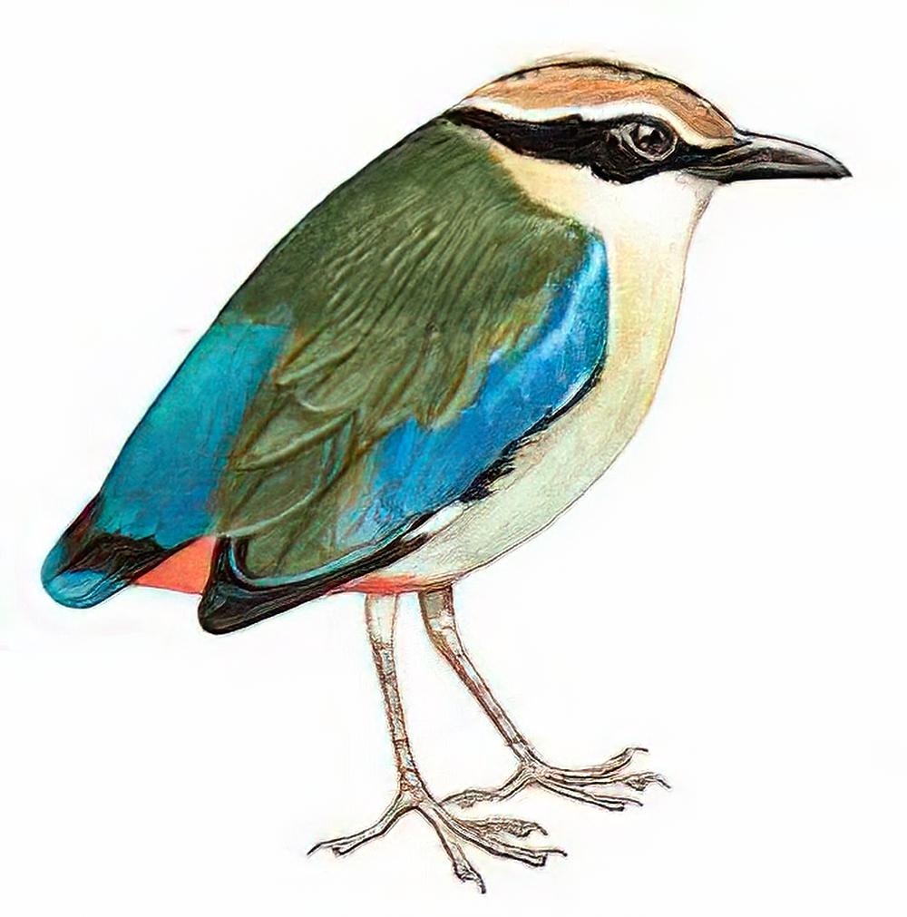 仙八色鸫 / Fairy Pitta