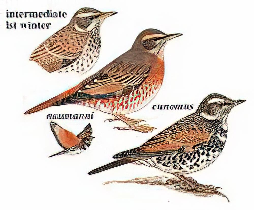 斑鸫 / Dusky Thrush