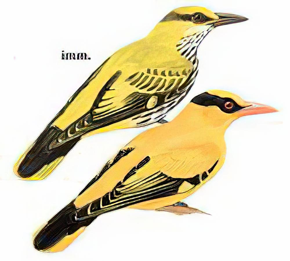 黑枕黄鹂 / Black-naped Oriole