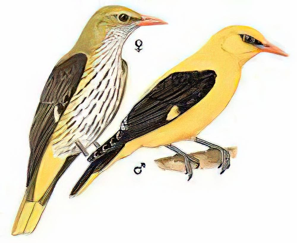 金黄鹂 / Eurasian Golden-Oriole