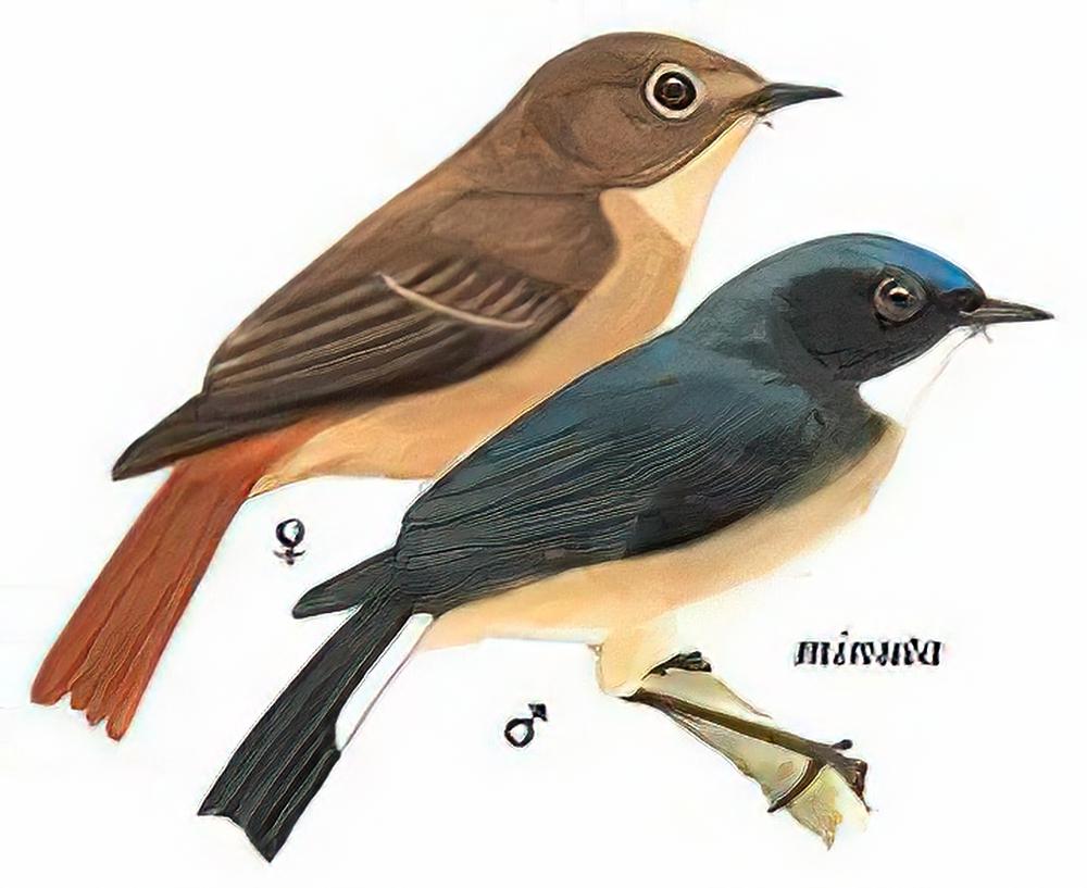 灰蓝[姬]鹟 / Slaty-blueFlycatcher