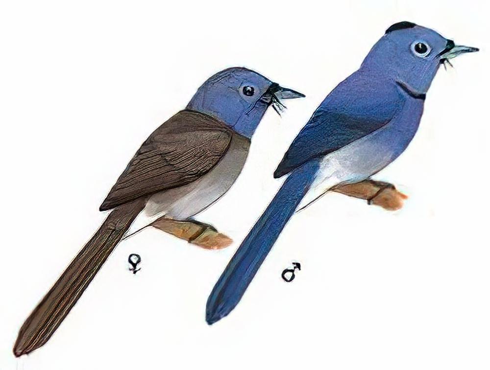 黑枕王鹟 / Black-naped Monarch