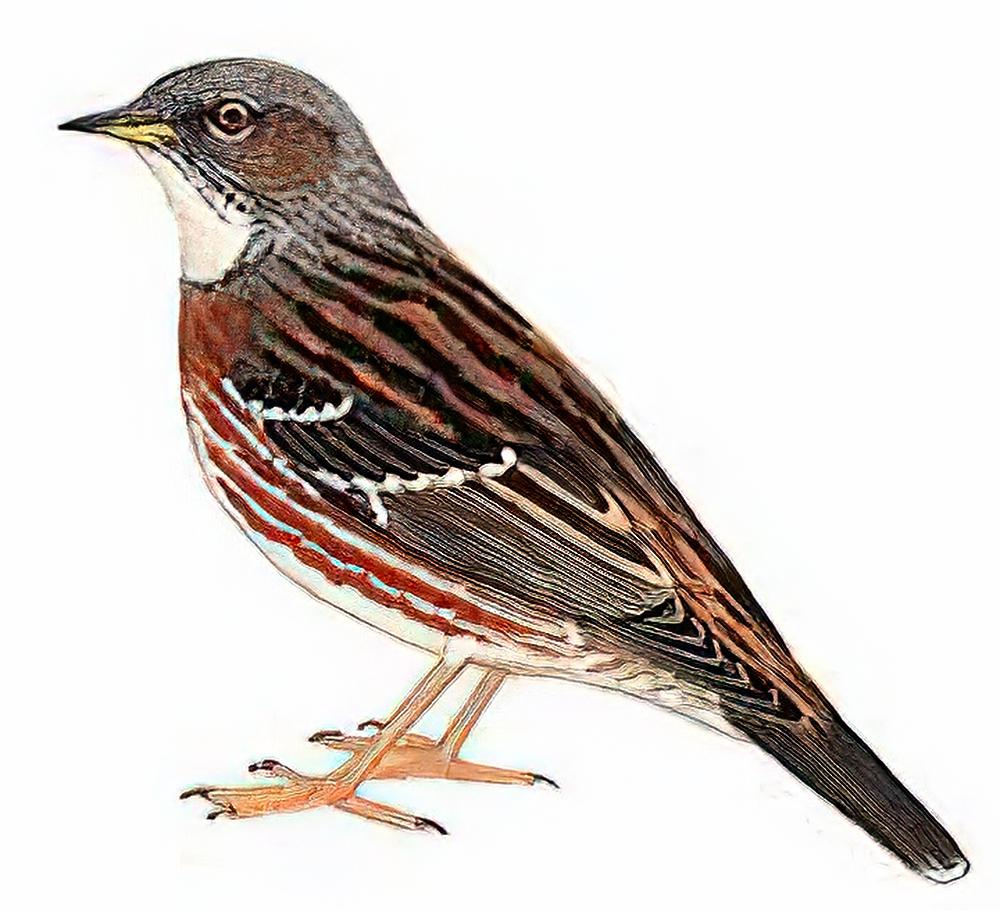 高原岩鹨 / Rufous-streaked Accentor