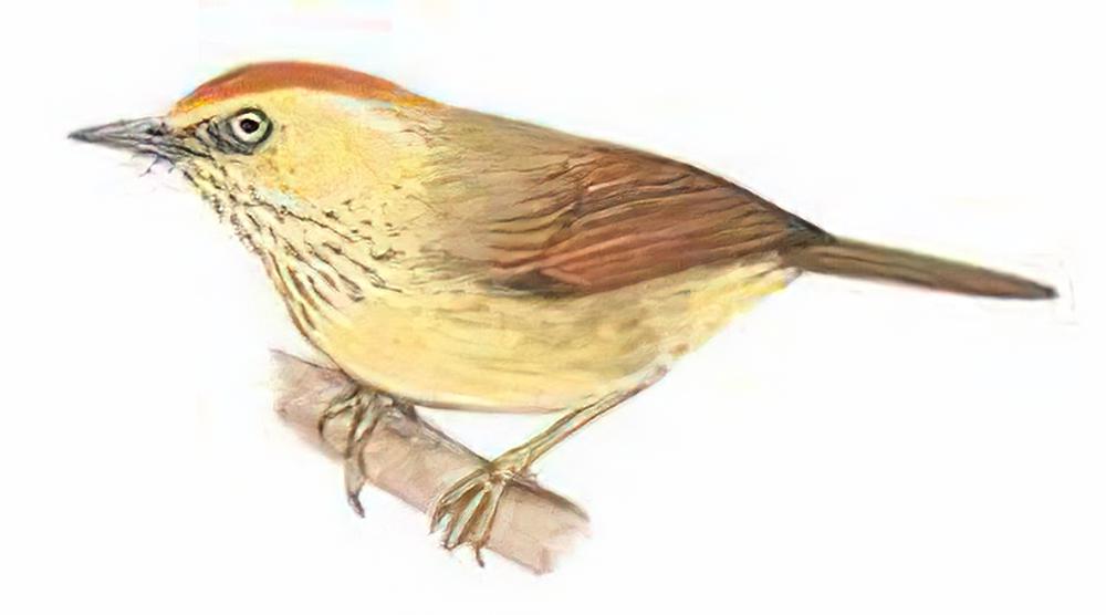 纹胸巨鹛 / Striped Tit-Babbler