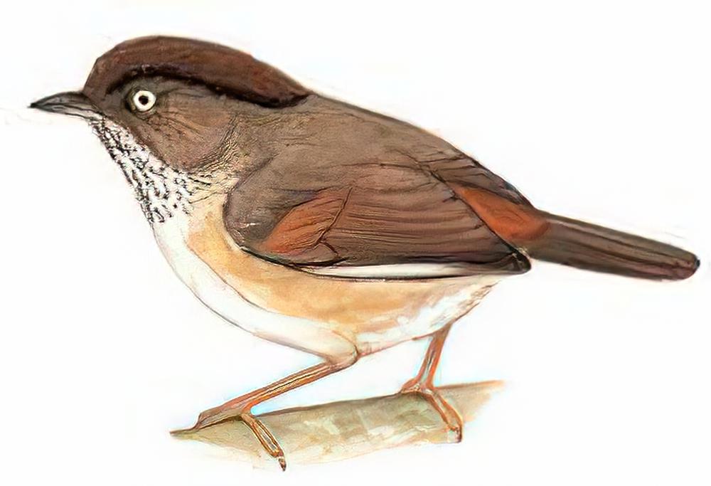 棕头雀鹛 / Spectacled Fulvetta