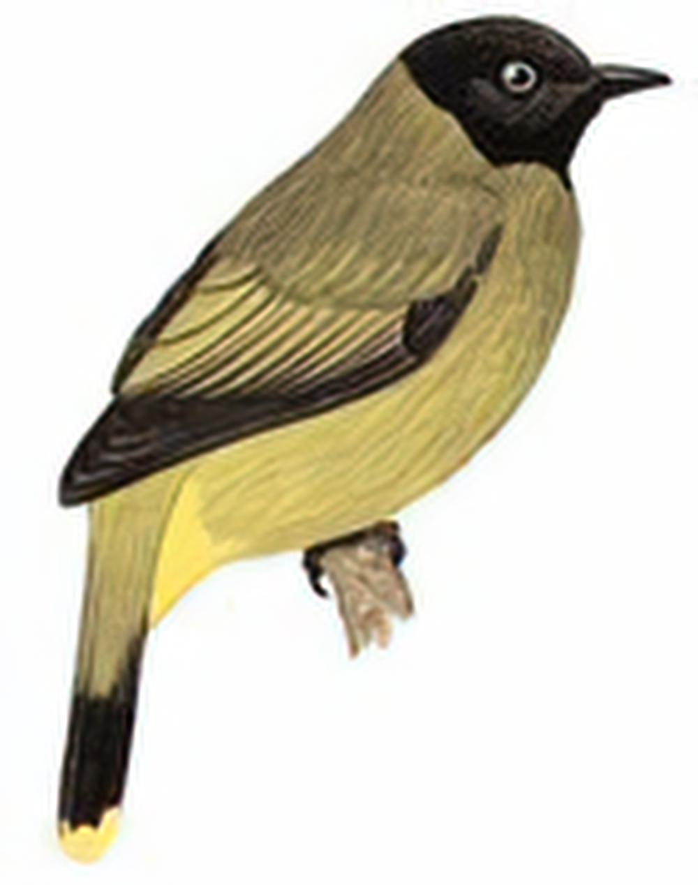 黑头鹎 / Black-headed Bulbul