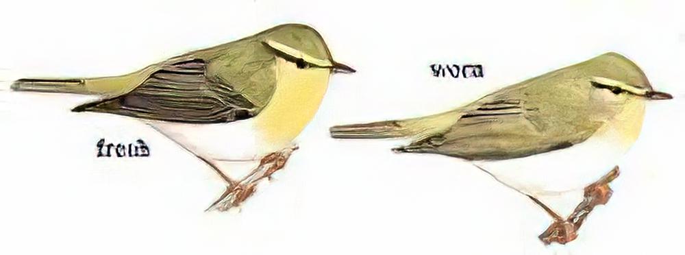 林柳莺 / Wood Warbler