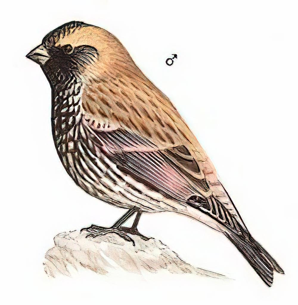 粉红腹岭雀 / Asian Rosy-Finch